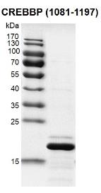SDS-PAGE (CREBBP-2815H).jpg